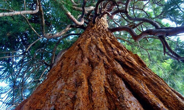 معرفی خطرناک‌ترین درختان جهان برای انسان / فیلم
