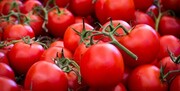 صادرات بی رویه گوجه فرنگی ایرانی به عراق /  روزانه بیش از ۵۰۰ تن گوجه فرنگی صادر می شود