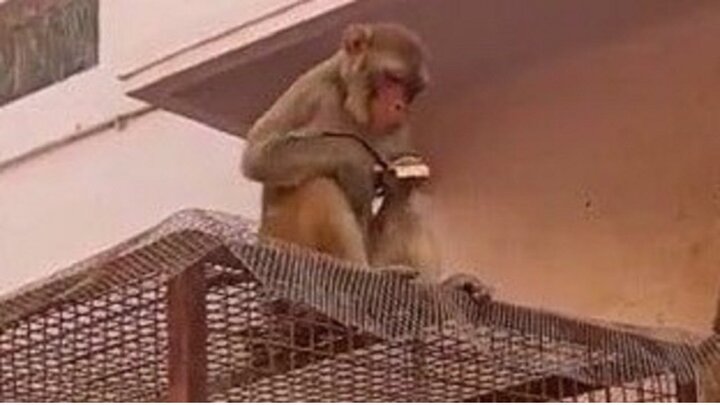 میمون بازیگوش عینک یک گردشگر را قاپید! / فیلم