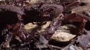 حمله دست‌جمعی مورچه‌ها به خرچنگ / فیلم