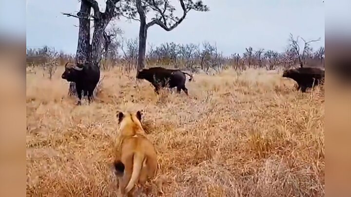 حمله گاومیش‌ها به گله شیرها برای نجات همنوع خود / فیلم