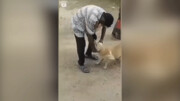 حمله شجاعانه گاو به مرد سگ‌آزار / فیلم