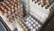 تخم مرغ رسما گران شد / هر شانه تخم مرغ چند؟