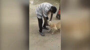 تصاویری جالب از نجات سگ از چنگال یک مرد توسط یک گاو! / فیلم
