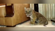 نگهداری وحشی ترین حیوانات در ویلا باغ یک شهروند مشهدی / فیلم