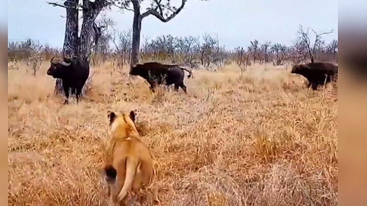 ویدیویی عجیب از حمله گاومیش ها به شیرهای وحشی 