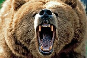 لحظه ورود خرس گرسنه به یک خانه در کالیفرنیا / فیلم