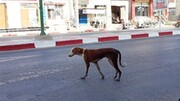 جولان سگ‌های ولگرد در شیراز / فیلم