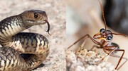 حمله دست‌جمعی مورچه ها به یک مار بزرگ زنده فیلم