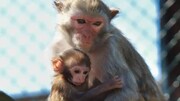غریزه مادری در میان میمون‌ها / فیلم