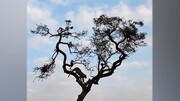 سرکار گذاشتن پلنگ گرسنه توسط میمون بازیگوش در بالای یک درخت / فیلم