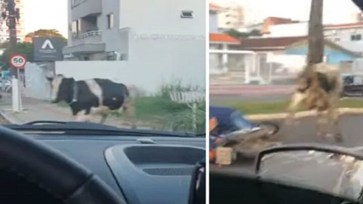 حمله وحشتناک گاو عصبانی به موتورسوار / فیلم