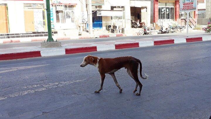 جولان سگ‌های ولگرد در شیراز / فیلم