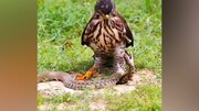 فیلمی جالب از لحظه شکار مار توسط عقاب