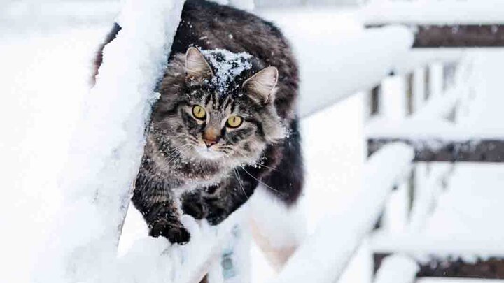 نجات گربه یخ زده در روسیه / فیلم