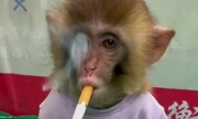 سیگار کشیدن میمون بامزه به اصرار مدیران باغ وحش / فیلم