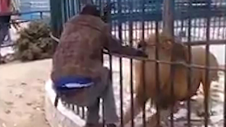 حمله ناگهانی شیر وحشی به مرد جوان در باغ وحش! / فیلم