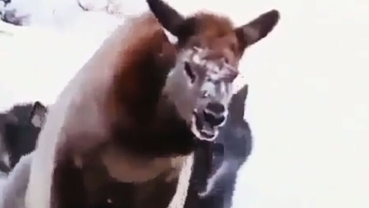 ویدیو غم انگیز از شکار گوزن توسط گله گرگ‌ها