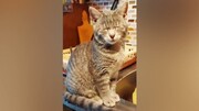 ویدیو بامزه و خنده‌دار از سوزش چشم‌های گربه خانگی به خاطر ریز کردن پیاز!