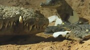 خوردن بچه تمساح‌ها پس از بیرون آمدن از تخم برای محافظت از آنان توسط تمساح مادر / فیلم