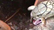 ویدیو تماشایی از لحظه زنده زنده خوردن بلعیدن مار توسط مار پیتون