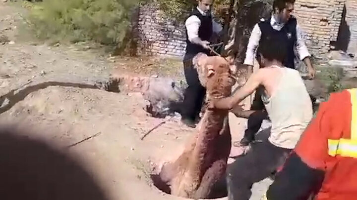 نجات شتر گرفتار در چاه توسط ماموران آتش‌نشانی در تهران / عکس