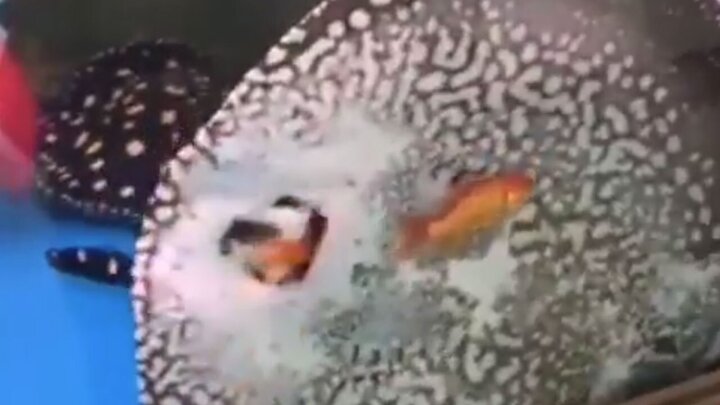 لحظه بلعیدن دو ماهی قرمز زنده توسط سفره ماهی / فیلم
