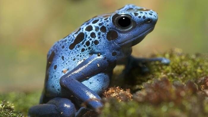 قورباغه زهرآگین آبی / blue poison dart frog