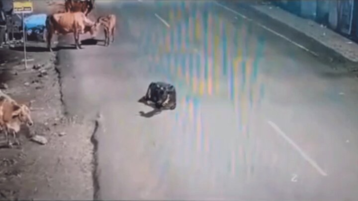 برخورد وحشتناک موتورسوار با گاو خوابیده در خیابان / فیلم