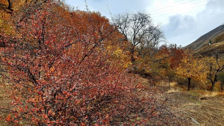 ویدیو تماشایی از طبیعت زیبای روستای خوزنکلا در پاییز + تصاویر