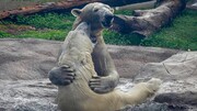 نبرد خونین دو خرس قطبی در داخل رودخانه / فیلم