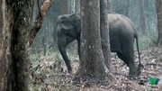 فیل باهوش خودش را درمان کرد / فیلم