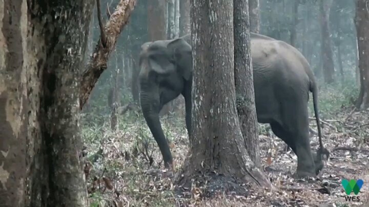 این فیل باهوش خود را در جنگل درمان کرد! / فیلم
