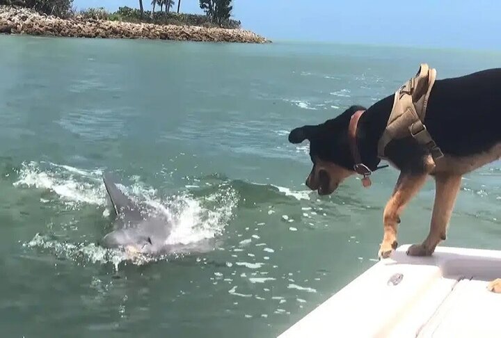 فراری دادن دلفین‌ها توسط سگ خانگی! / فیلم