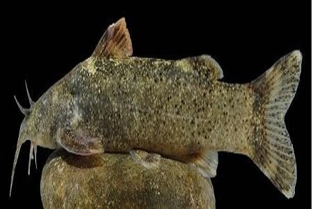 نامگذاری یک گونه جدید ماهی به اسم «علی دایی»!