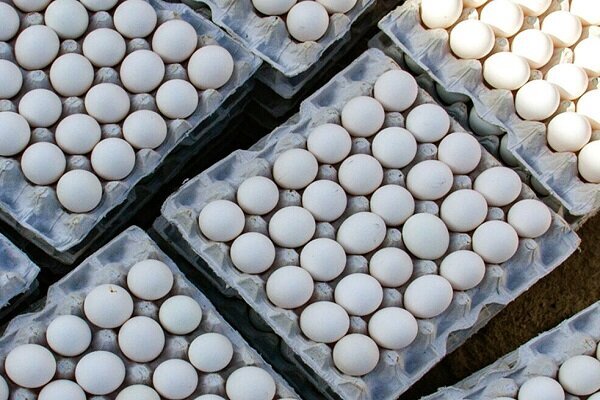 تخم مرغ در سراسر کشور اینترنتی توزیع می‌شود / جزییات