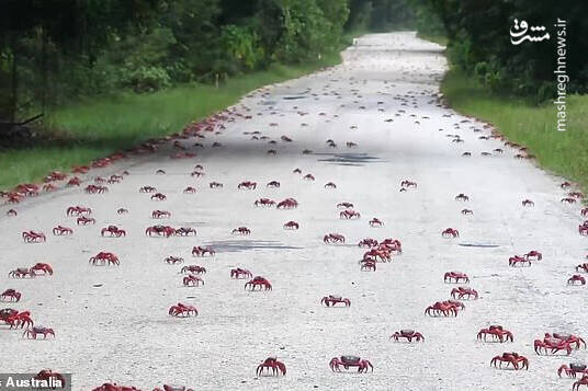 فیلم جالب و دیدنی از مهاجرت میلیون‌ها خرچنگ قرمز 