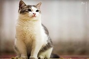 ورود گربه به پخش زنده برنامه تلویزیونی / فیلم