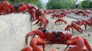 فیلمی جالب از مهاجرت میلیون‌ها خرچنگ‌ قرمز