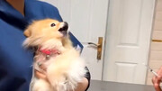 ویدیو خنده دار از ترس یک سگ خانگی هنگام آمپول زدن در مطب دامپزشکی