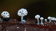 تصاویری خیره کننده از عجیب ترین قارچ دنیا