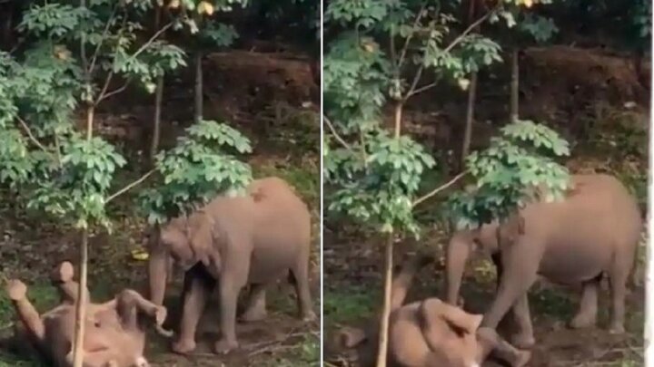 لحظه احساسی وداع فیل مادر با بچه فیل مُرده