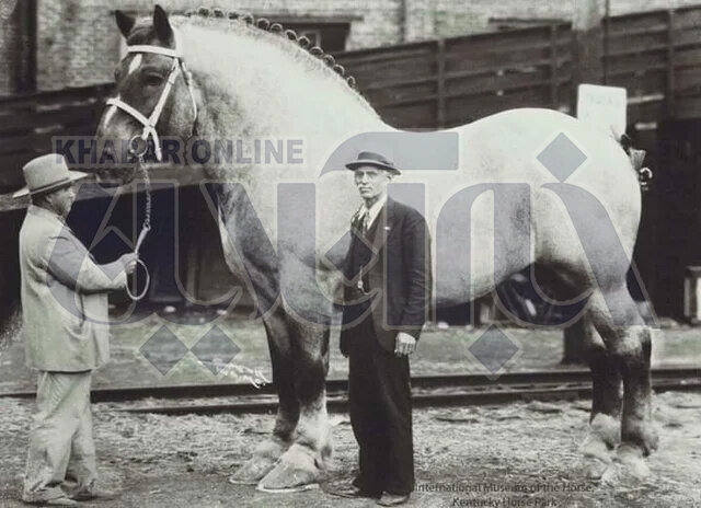 عکس| بزرگترین اسب تاریخ با ۲۱۹ سانت قد!