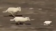 ویدیو تماشایی از فرار لحظه‌آخری خرگوش زبل از دست دو گرگ گرسنه