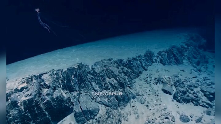 کشف موجود عجیب دریایی ناشناخته در اعماق خلیج مکزیک / فیلم