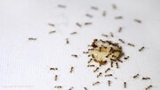 ویدیو عجیب و دیده نشده از مارپیچ مرگ مورچه‌ها