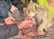 خرید و فروش حیات‌وحش در ایران؛ بچه شیر ۱۵۰، یوزپلنگ ۲۰۰ میلیون تومان!
