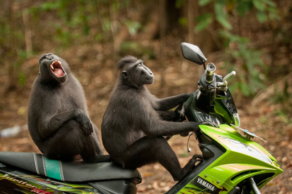 عکس دیدنی از موتورسواری میمون‌ها