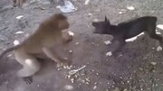 ویدیو خنده‌دار از دعوای بامزه میمون و سگ بر سر غذا