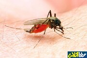 آیا مالاریا در پیشگیری و درمان کرونا تاثیر دارد!؟